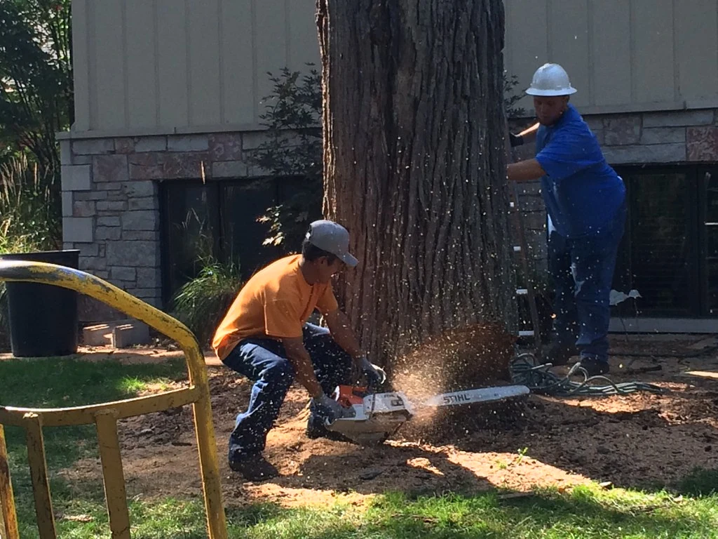 average costs for tree removal