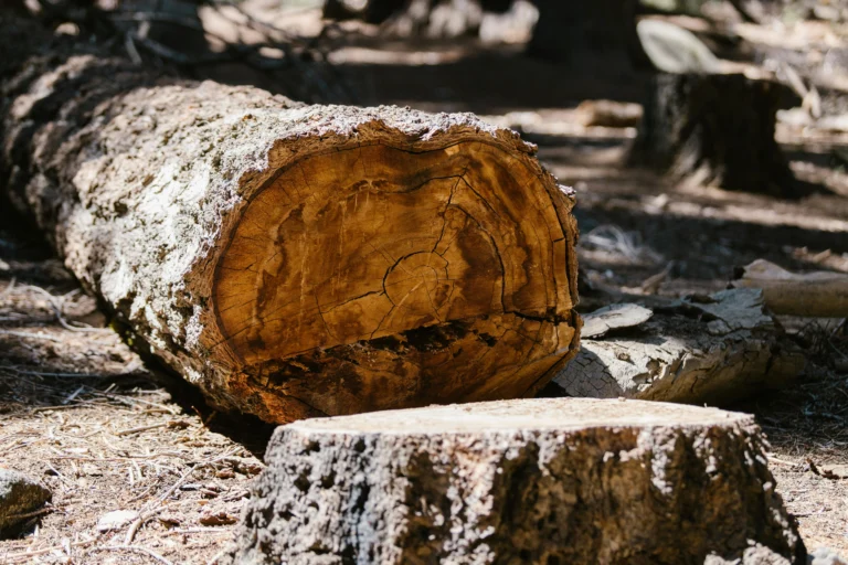 A picture of tree stump after it has been removed
