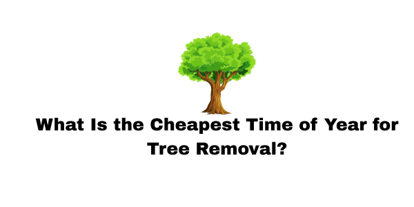 cheapest time of the year to remove a tree