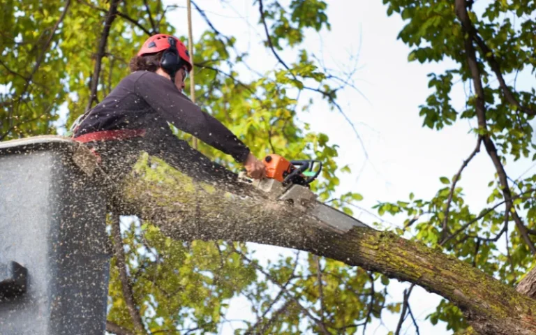 A person taking down a tree: check the Tips to hire a tree removal company
