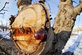how to remove tree sap from car