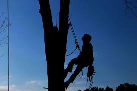arborists climbing on tree to remove it