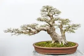 Do Bonsai Trees Need Sunloght - A specific bonsai tree