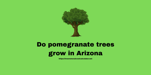 Do pomegranate trees grow in Arizona