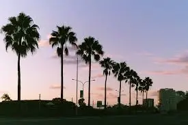 Do Palm Trees grow in North Carolina