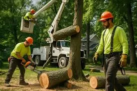 How can seniors get free tree removal in my area