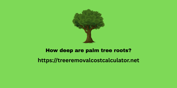 How deep are palm tree roots