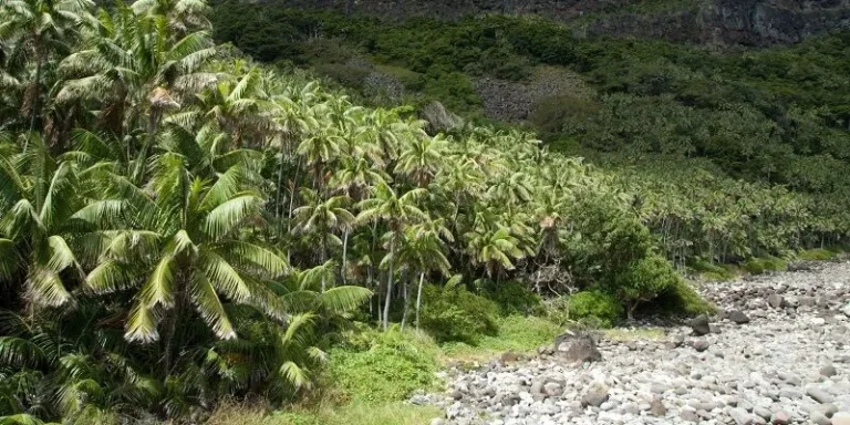 How long do Palm trees take to grow