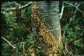 Why Many Pine Trees Have Rust Disease in USA
