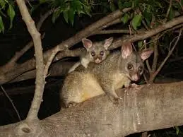 do opposum live in trees