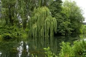 how fast do willow trees grow