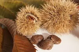 grow a chestnut tree, types of chestnut
