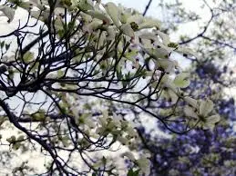 how to trim a dogwood tree